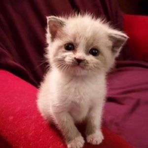 Meet your Posher, Angel